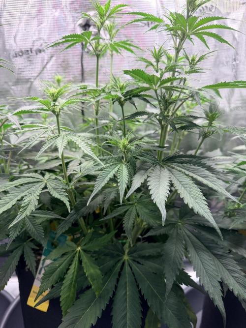 Gorilla Zkittlez Auto // Fast Buds. Week 6 - 2025-12-14