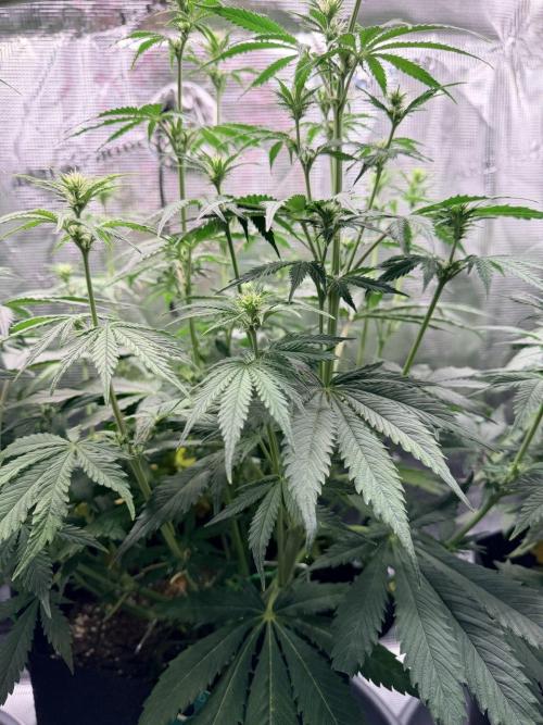 Gorilla Zkittlez Auto // Fast Buds. Week 6 - 2025-12-17