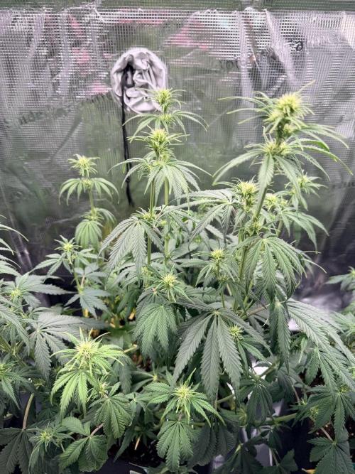 Gorilla Zkittlez Auto // Fast Buds. Week 6 - 2025-12-18