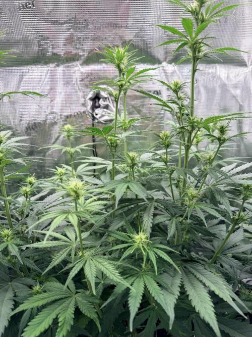 Gorilla Zkittlez Auto // Fast Buds. Week 6 - 2025-12-19