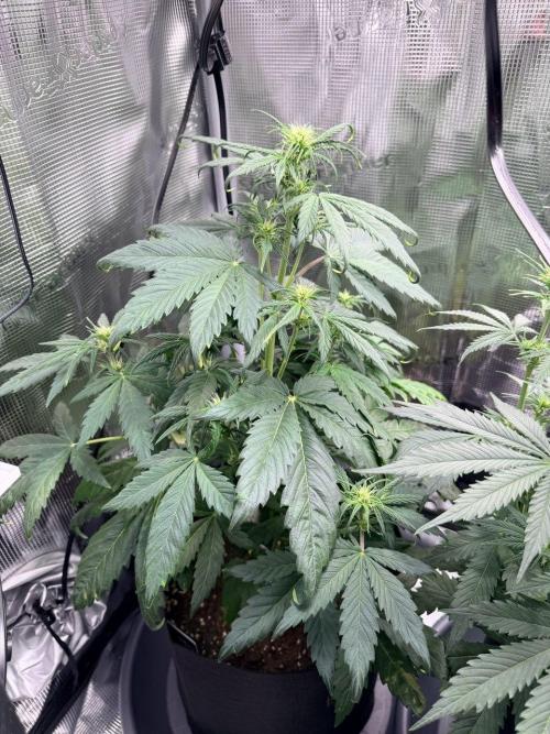 Forbidden Runtz Auto // Fast Buds. Week 5 - 2025-12-17