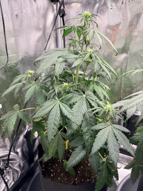 Forbidden Runtz Auto // Fast Buds. Week 5 - 2025-12-18