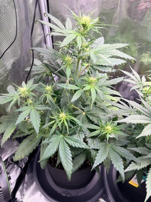Forbidden Runtz Auto // Fast Buds. Week 5 - 2025-12-19