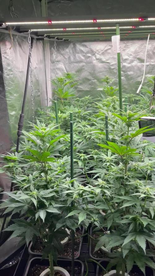 Super Boof  barney’s Farm