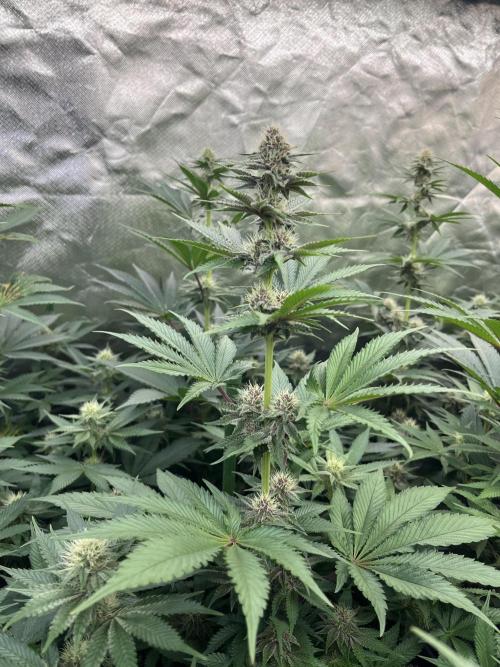 Super Boof  barney’s Farm. Week 8 - Esta tendra muy buen color