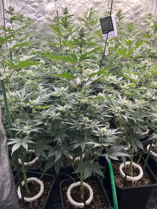 Super Boof  barney’s Farm. Week 8