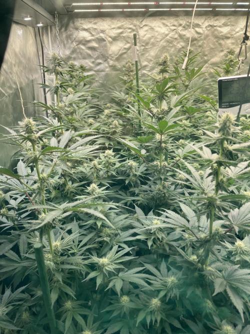 Super Boof  barney’s Farm. Week 8