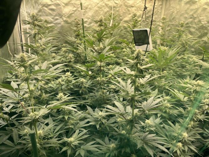 Super Boof  barney’s Farm. Week 8