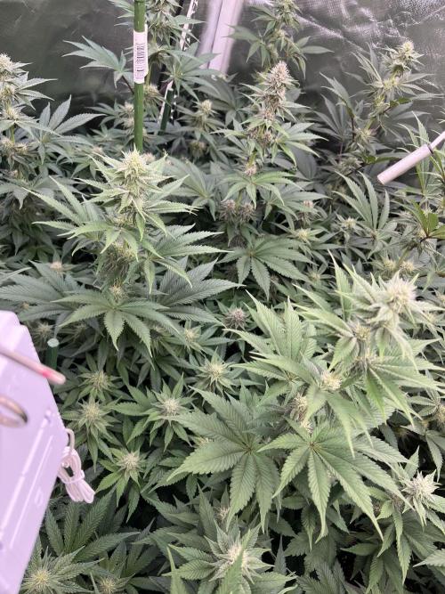 Super Boof  barney’s Farm. Week 8