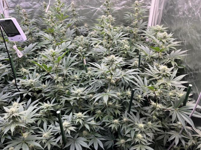 Super Boof  barney’s Farm. Week 8