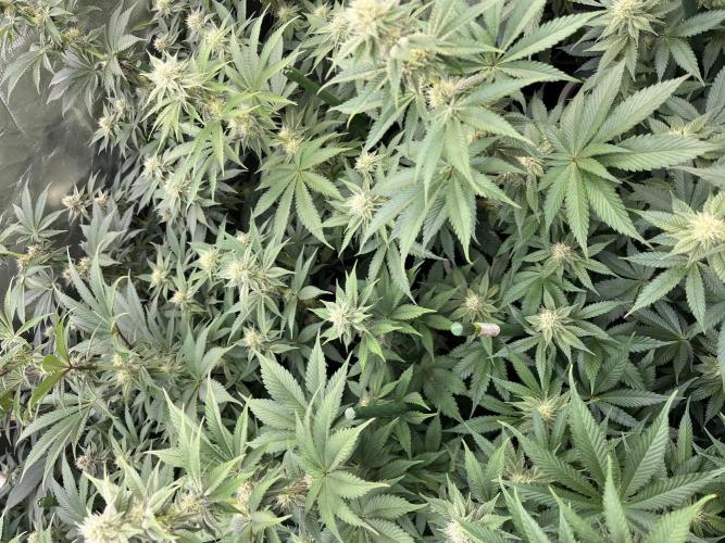 Super Boof  barney’s Farm. Week 8