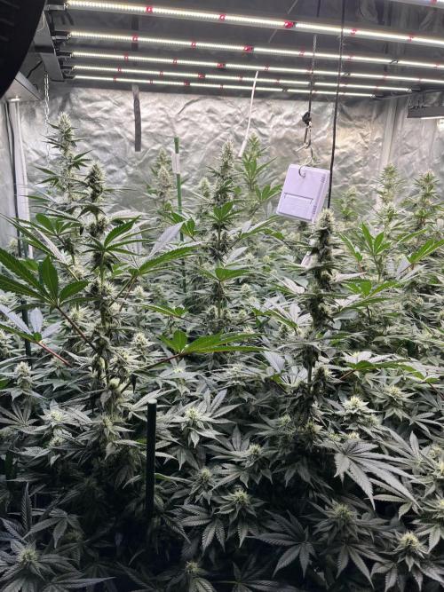 Super Boof  barney’s Farm. Week 9