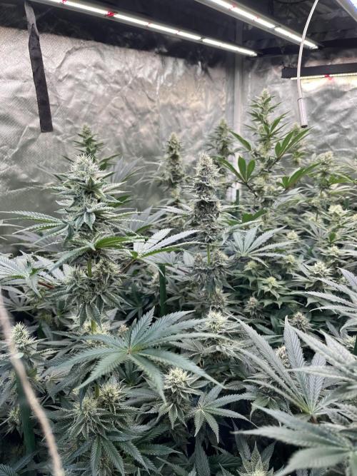 Super Boof  barney’s Farm. Week 9