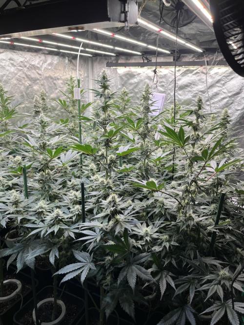 Super Boof  barney’s Farm. Week 9