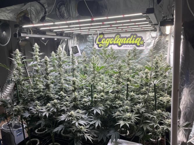 Super Boof  barney’s Farm. Week 9 - Aqui nuestro colaborador de confianza, cogolandia.com 