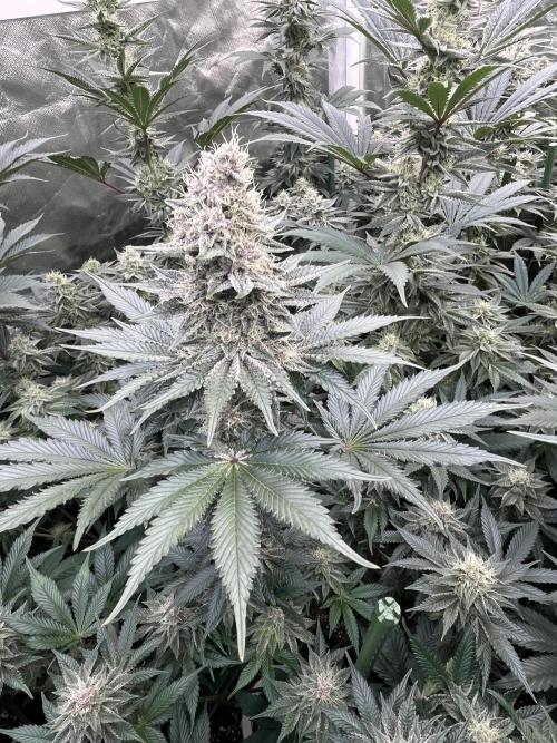 Super Boof  barney’s Farm. Week 9 - Esta de color purpura de las mas avanzadas, tiene un aspecto espectacular