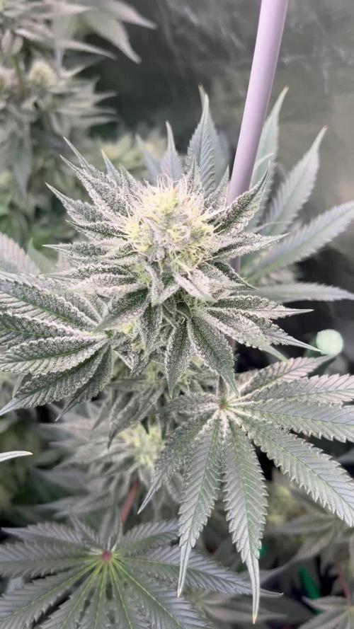 Super Boof barney’s Farm