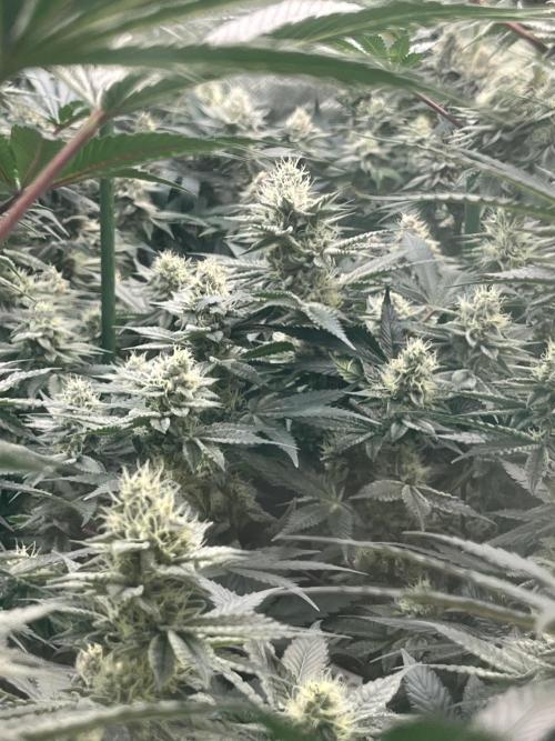 Super Boof  barney’s Farm. Week 10 - Se ven buenos cogollos y duros como piedras 