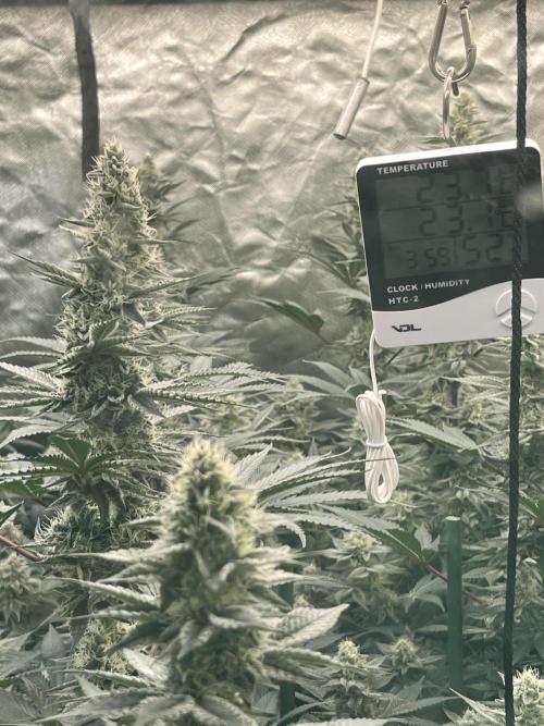 Super Boof  barney’s Farm. Week 10 - Las temperaturas van perfectas y la humedad no pasa de 55% todo en orden