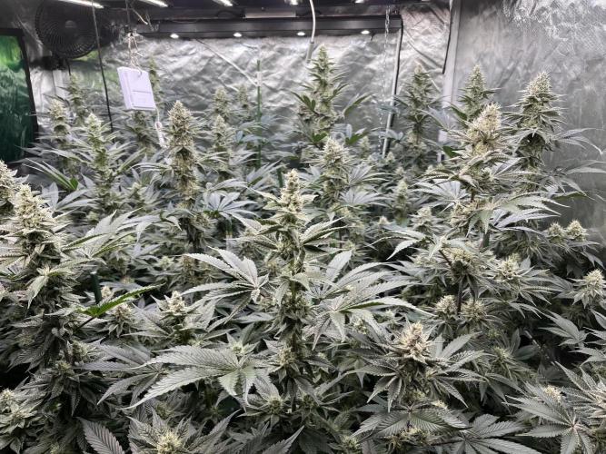 Super Boof  barney’s Farm. Week 10