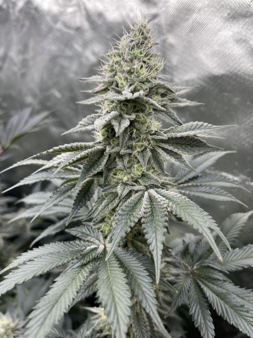 Super Boof  barney’s Farm. Week 10 - Asi estan las puntas de estas plantas muy bonitas