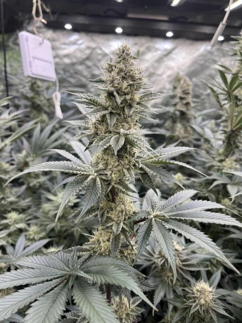Super Boof  barney’s Farm. Week 10
