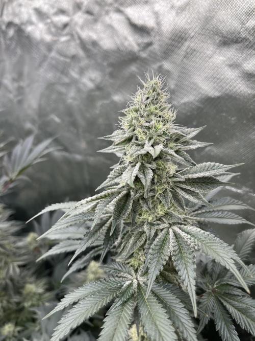 Super Boof  barney’s Farm. Week 10 - Otro ejemplar muy hermoso y buen calibre