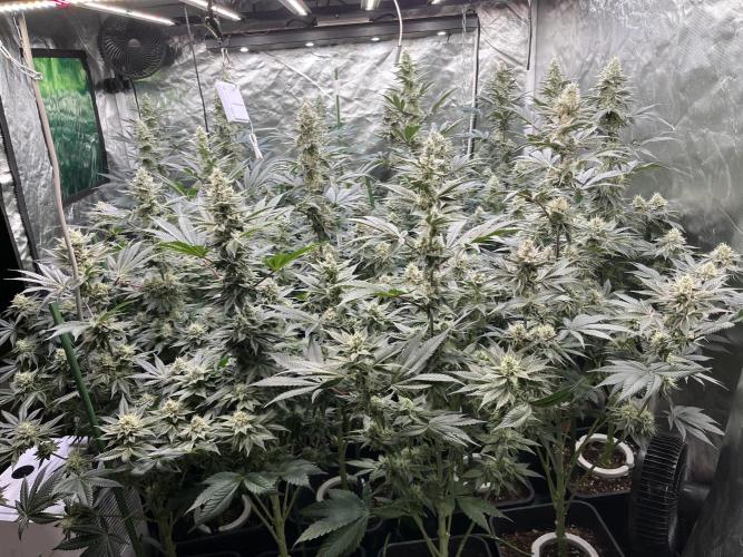 Super Boof  barney’s Farm. Week 10