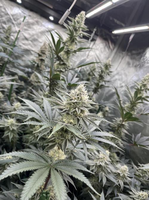 Super Boof  barney’s Farm. Week 10