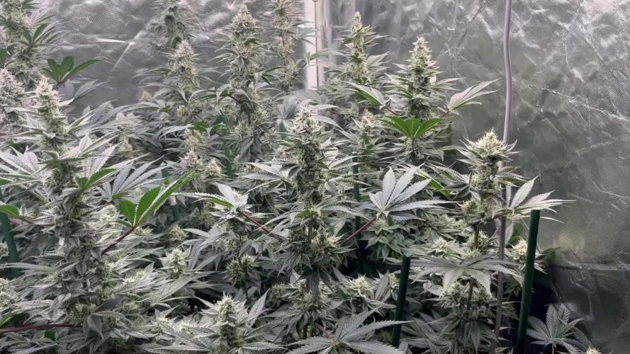 Super Boof  barney’s Farm