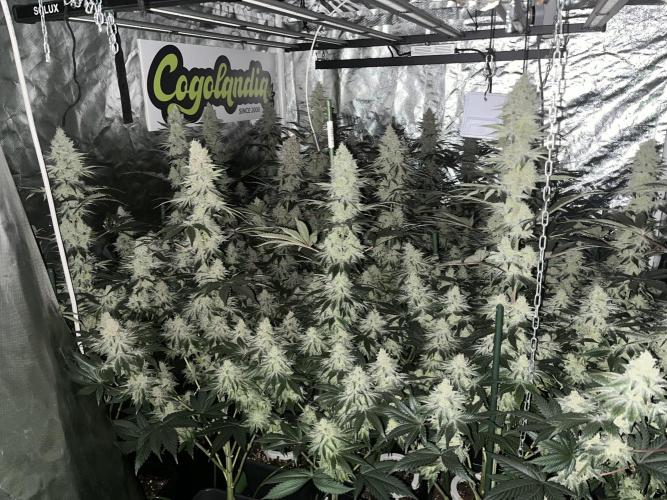 Super Boof  barney’s Farm. Week 11 - Lleno de resina 
