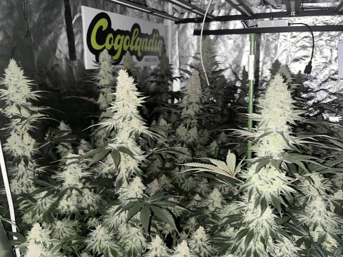 Super Boof  barney’s Farm. Week 11 - Unos centrales muy hermosos