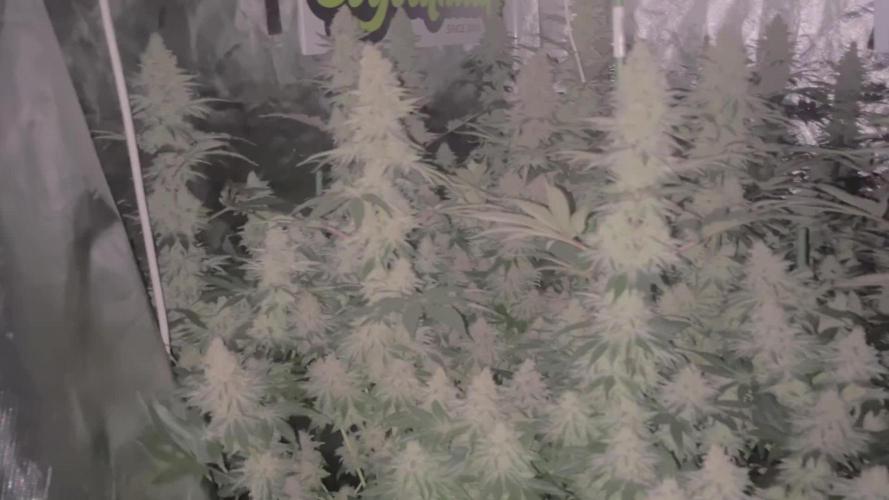 Super Boof barney’s Farm