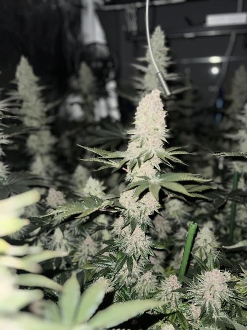 Super Boof  barney’s Farm. Week 12 - Aqui la primera planta  que cortaremos, tonalidades purpura muy bonita