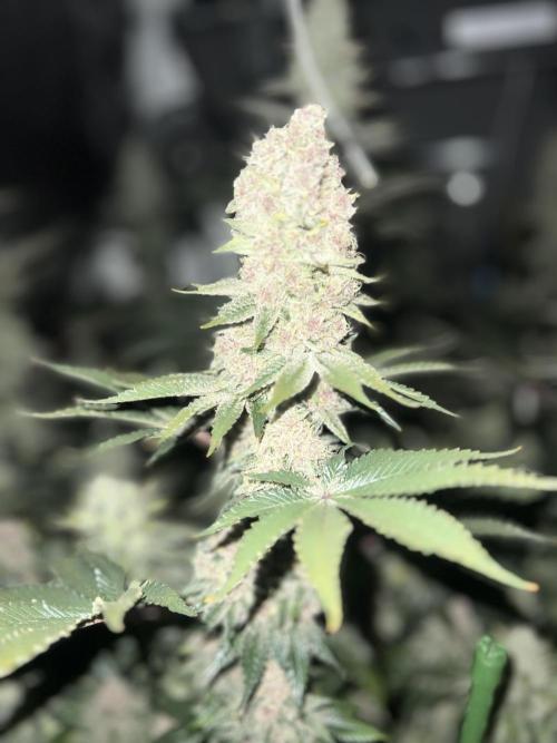 Super Boof  barney’s Farm. Week 12 - Un central precioso de super boof y duro como una piedra 