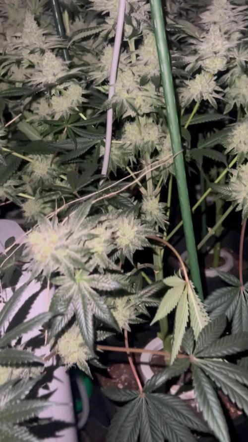 Super Boof  barney’s Farm