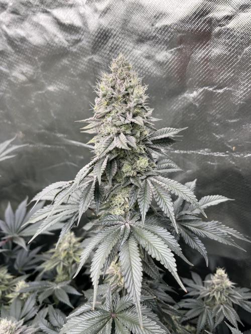 Super Boof  barney’s Farm. Week 13 - Los cogollor centrales son muy gordos dia 65