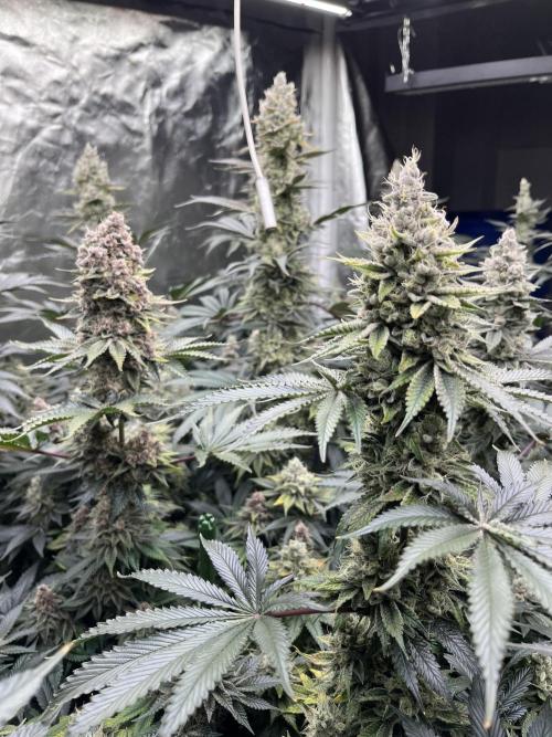 Super Boof  barney’s Farm. Week 13 - Orbitales como rocas