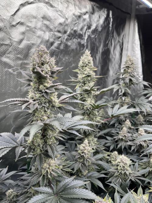Super Boof  barney’s Farm. Week 13