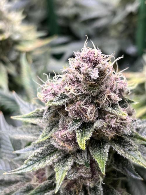 Super Boof  barney’s Farm. Week 13 - En unos dias estara lista 