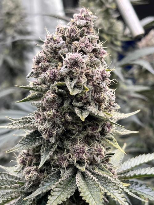 Super Boof  barney’s Farm. Week 13 - Aun les quedan 3/4 dias minimo