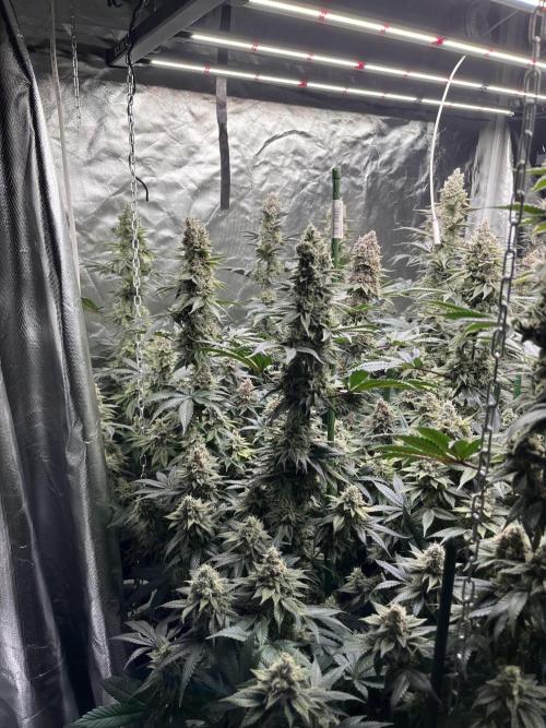 Super Boof  barney’s Farm. Week 13 - Se aprecian buenos centrales 