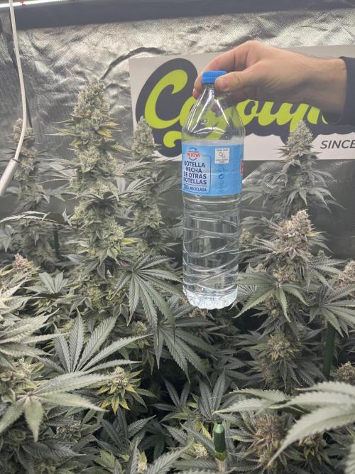 Super Boof  barney’s Farm. Week 14