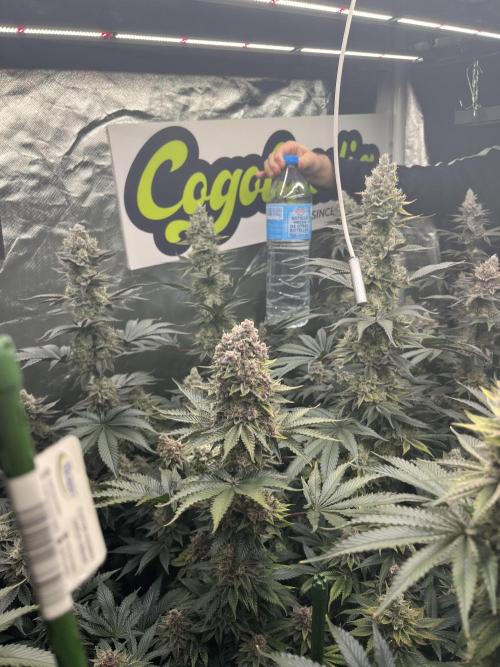 Super Boof  barney’s Farm. Week 14