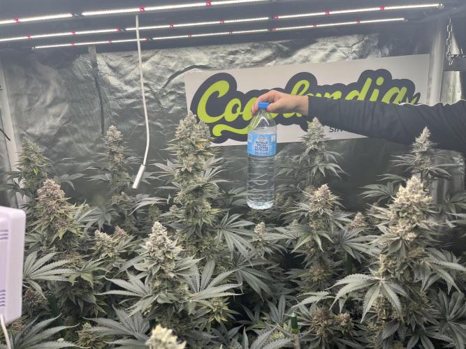 Super Boof  barney’s Farm. Week 14