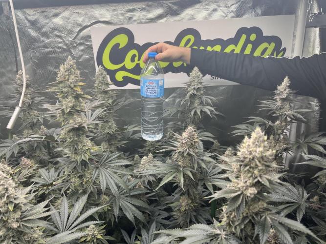 Super Boof  barney’s Farm. Week 14