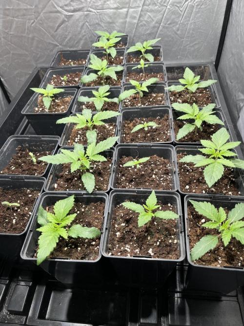 Bubblegum Gelato Barney’s Farm. Week 1