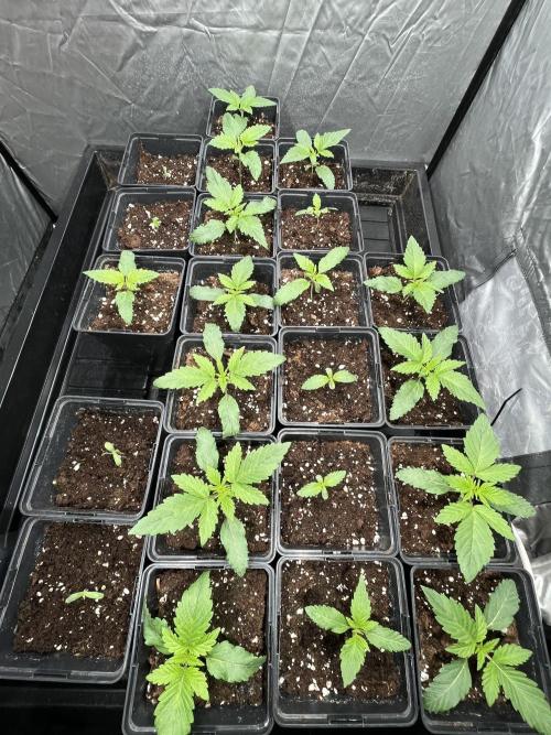 Bubblegum Gelato Barney’s Farm. Week 1