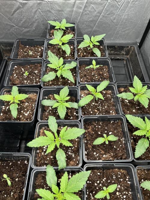 Bubblegum Gelato Barney’s Farm. Week 1