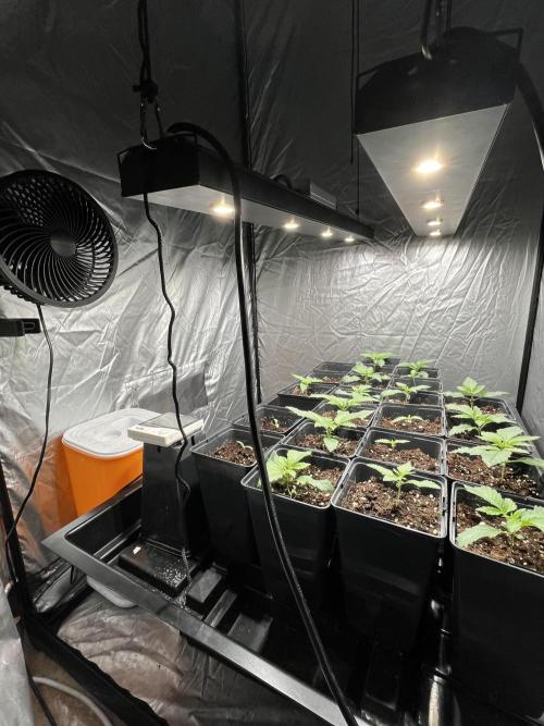 Bubblegum Gelato Barney’s Farm. Week 1 - 2 barras de 100w cadauna para el crecimiento de los 15 dias es lo mejor 